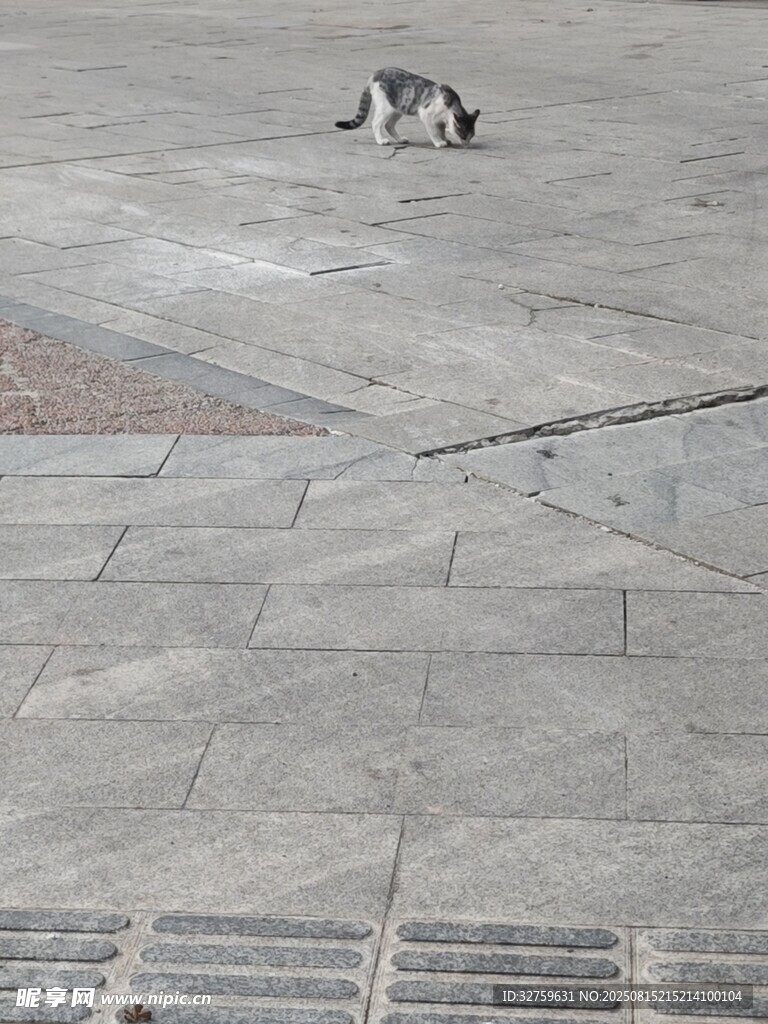 路上的猫咪