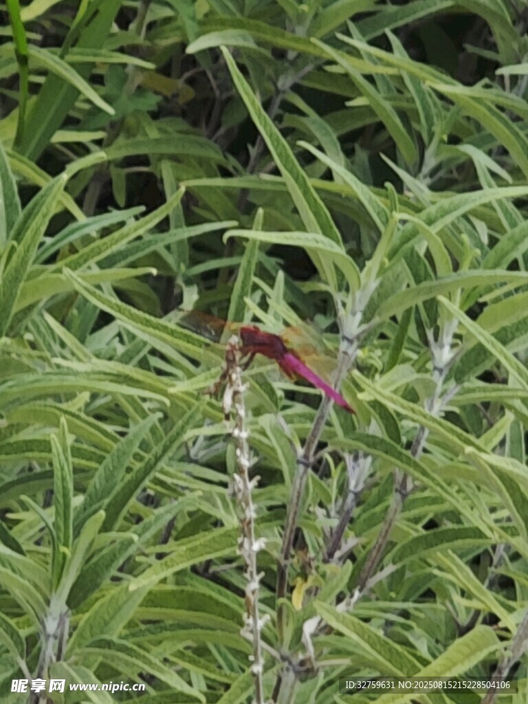 草丛中的蜻蜓