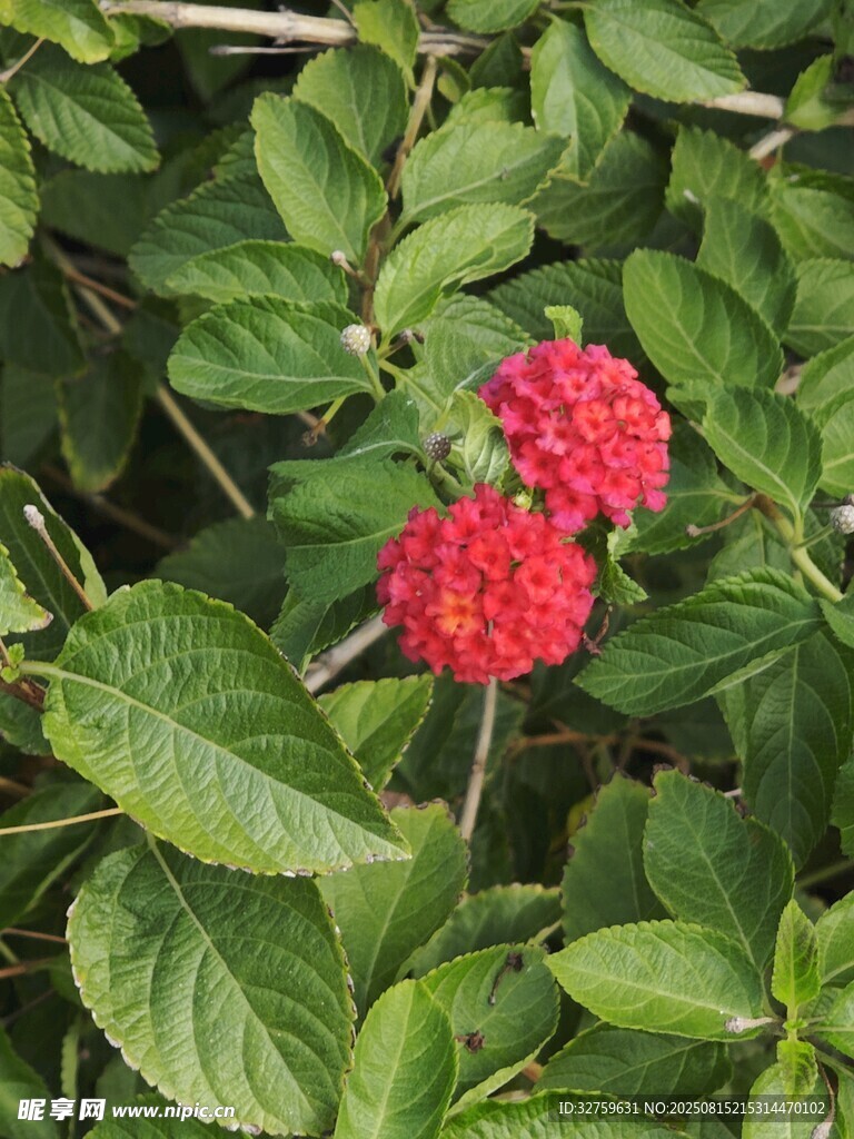 绿叶丛中的两朵红绣球花