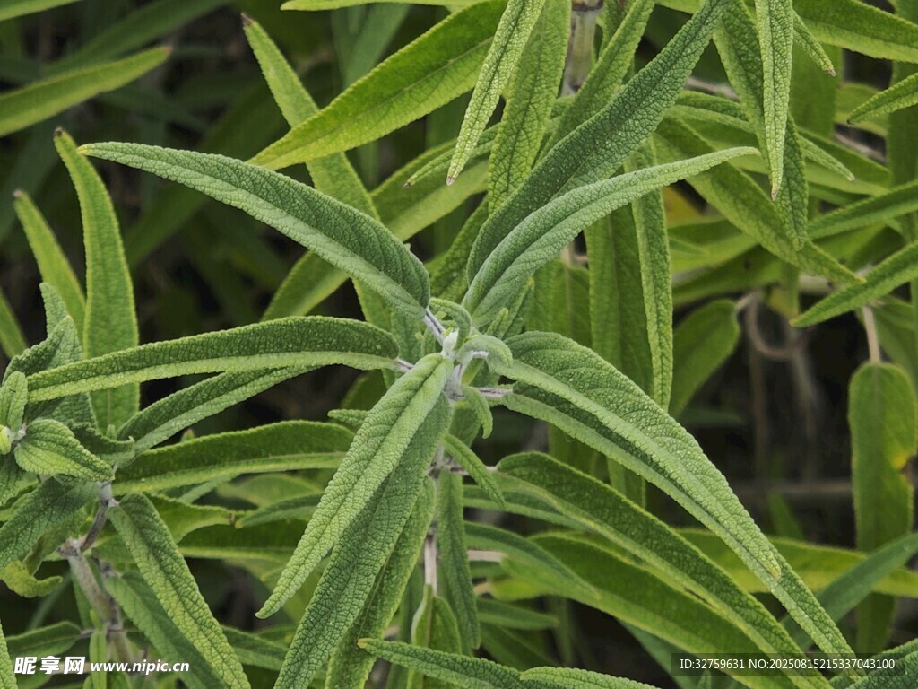 翠绿细长叶片植物特写