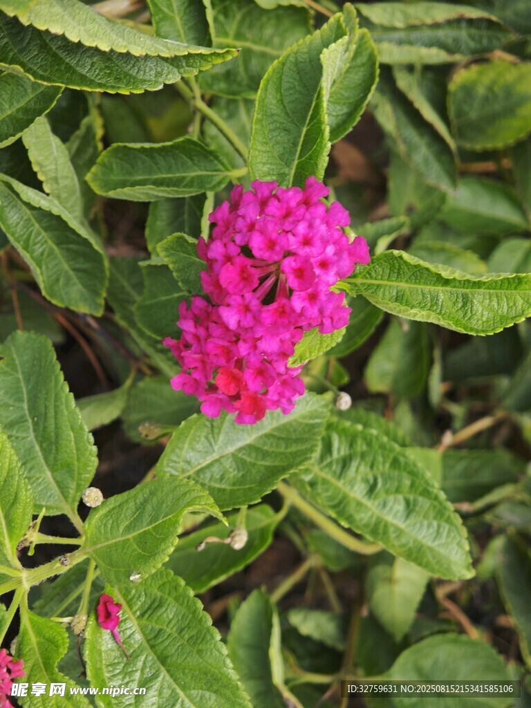 娇艳粉色花朵与绿叶相伴