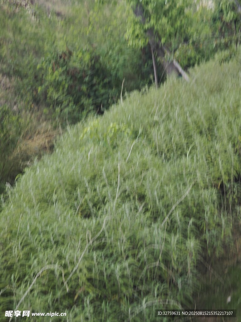 野外茂盛的绿色植物景观