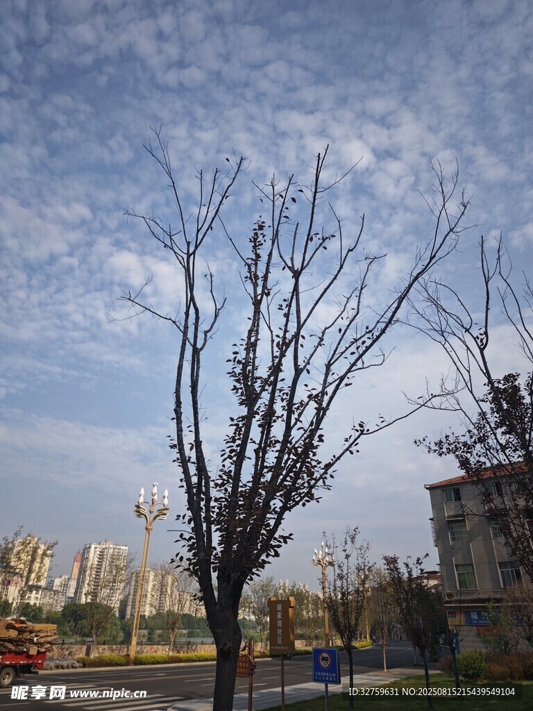 冬日枯树与远处建筑景观