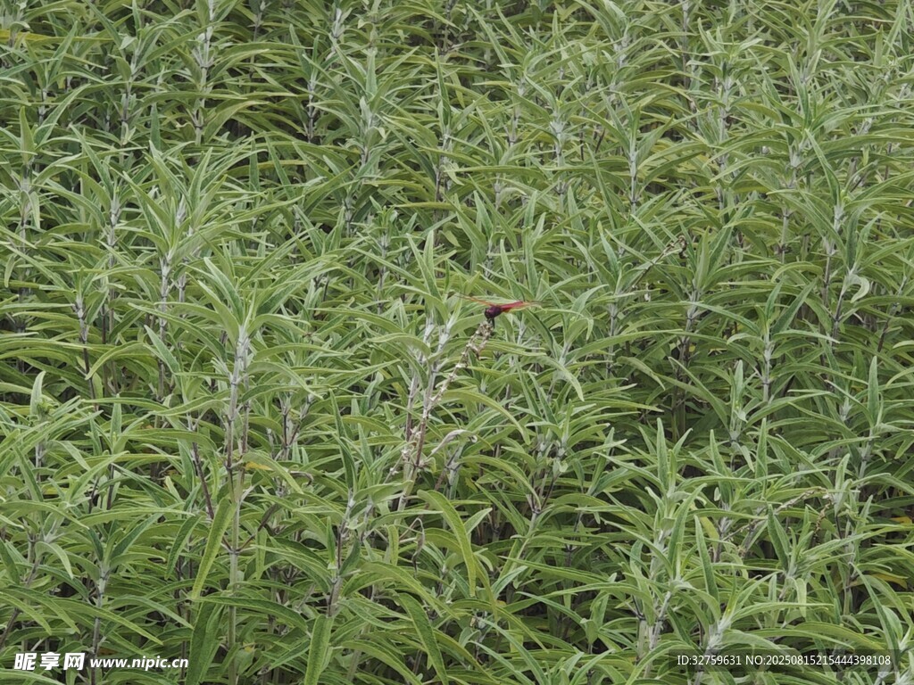 茂密绿植景观