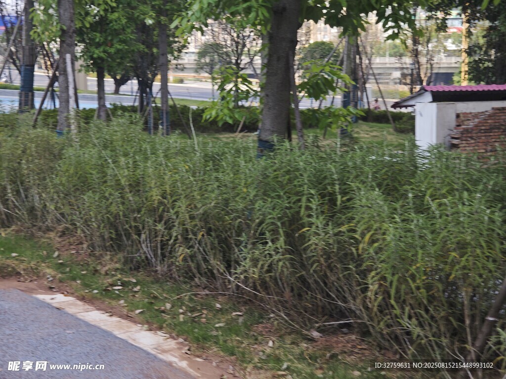 路边绿植景观