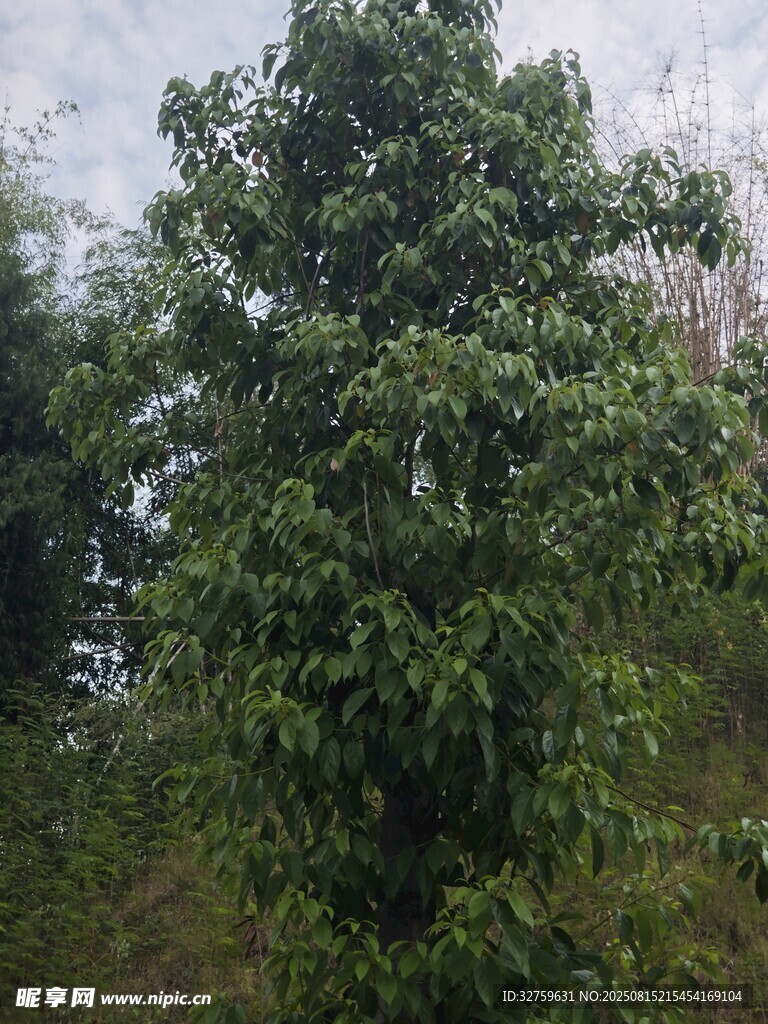 茂盛绿树 