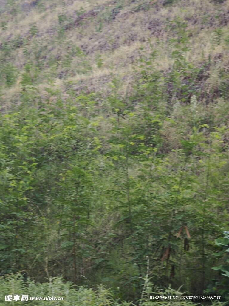 山坡上的繁茂绿植