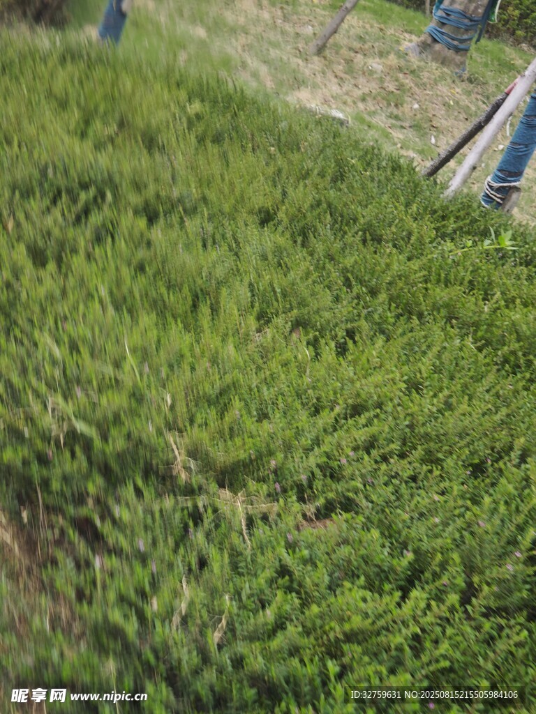 翠绿茂盛的地面绿植景观