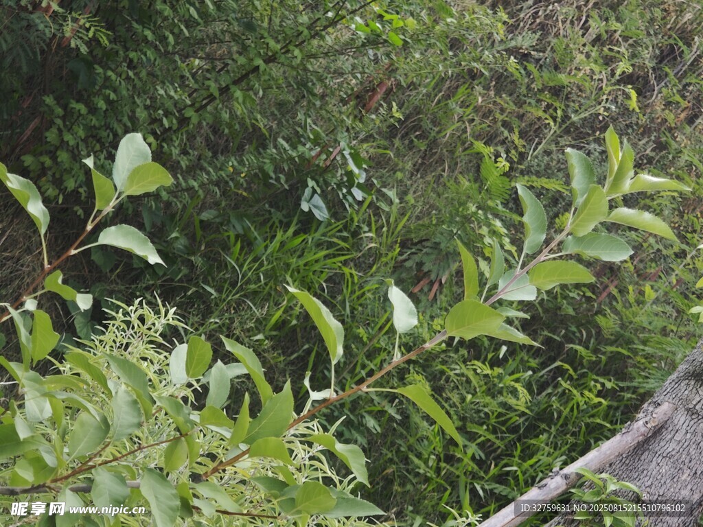 繁茂绿植景观