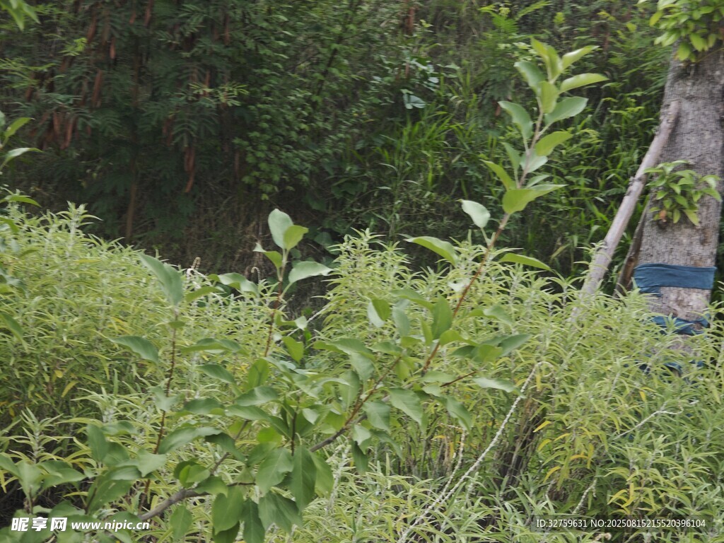 绿植丛中的木质梯子