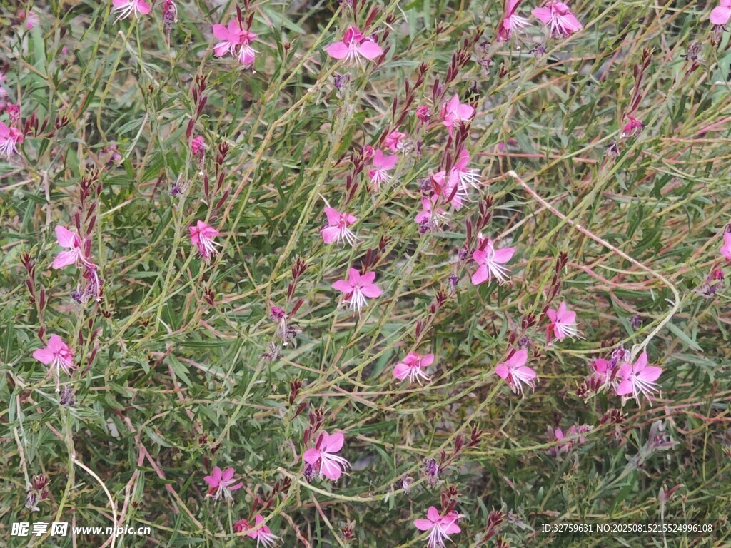 粉色小花绽放于草丛中