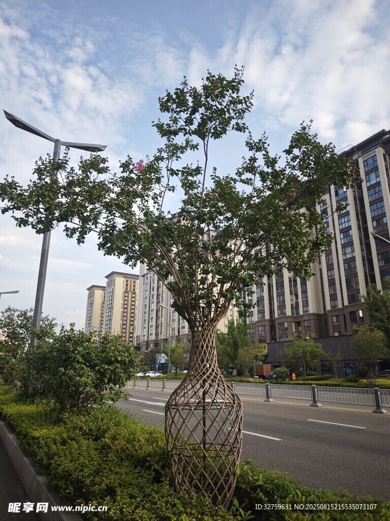 城市街道旁的绿植与建筑
