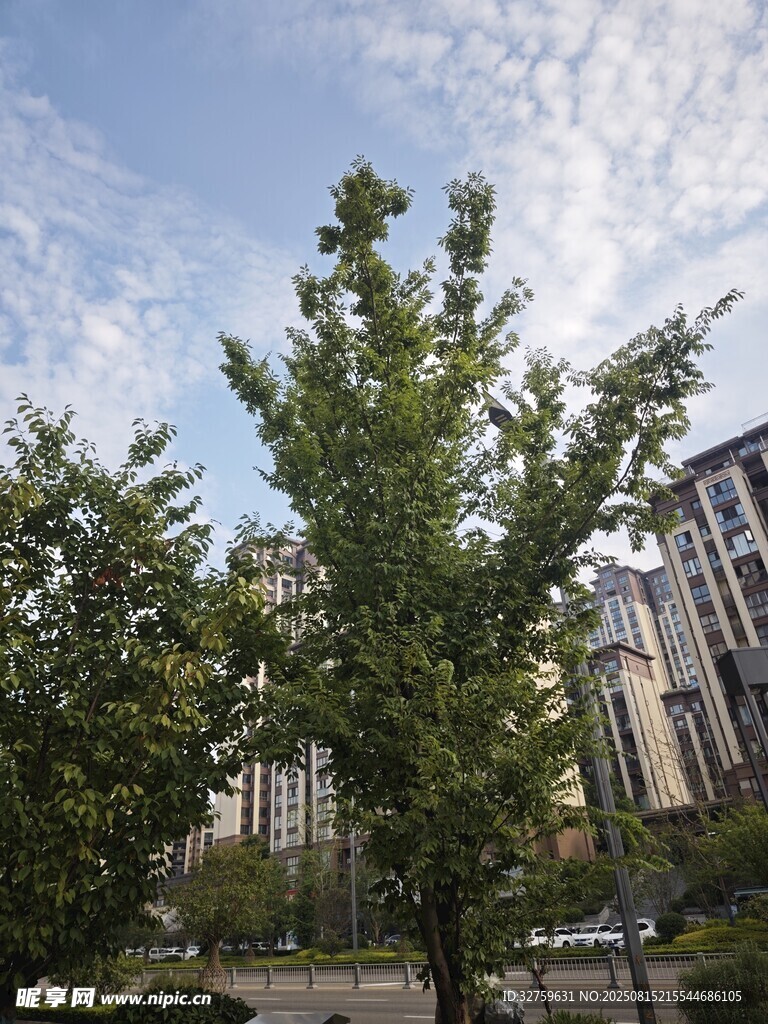城市中葱郁的绿树与建筑