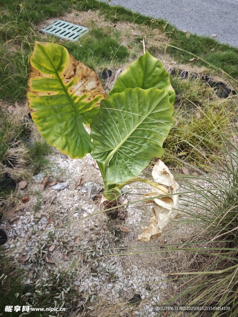 绿叶植物特写