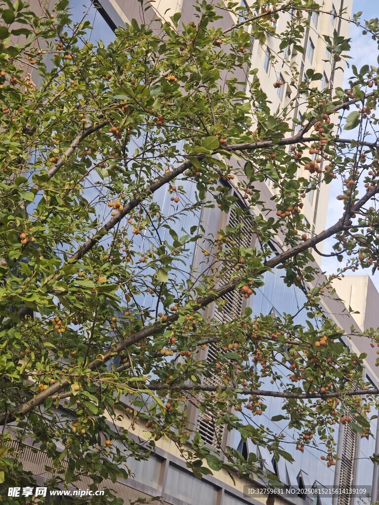 枝头绿叶映建筑