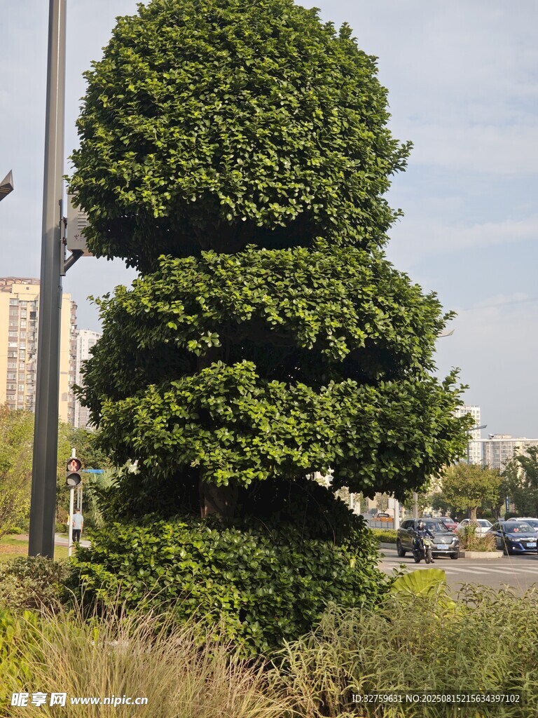 造型独特的绿植景观