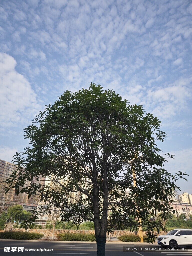 路边绿树与蓝天白云景象