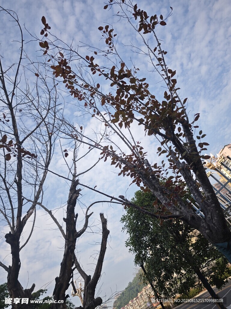枯树景象 