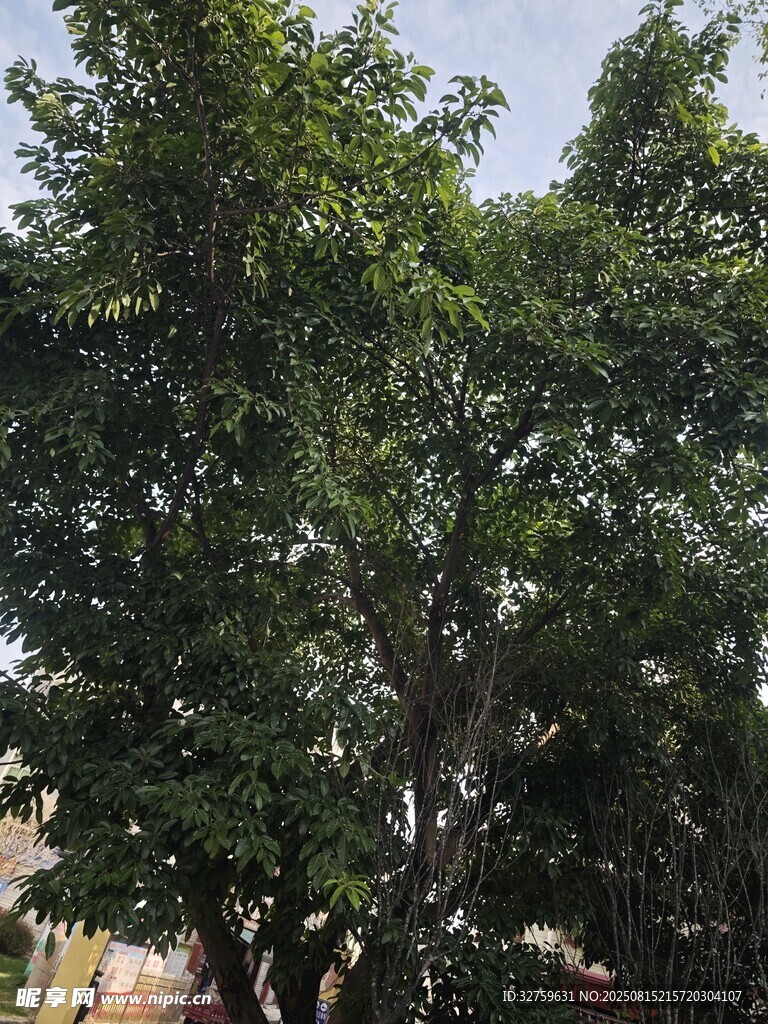 茂盛绿树展现勃勃生机