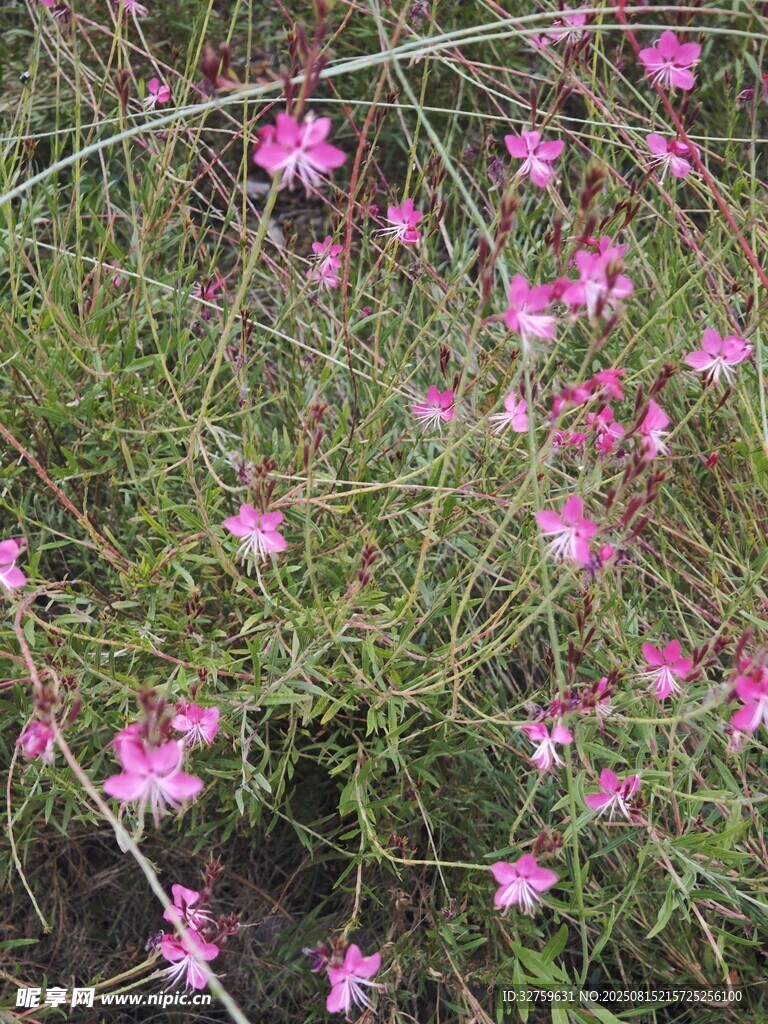 粉色小花绽放于草丛间