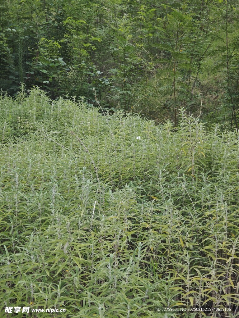 绿意盎然的野外植被