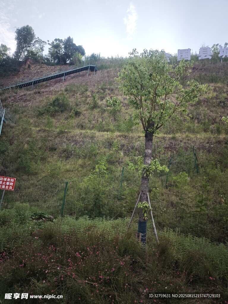 野外铁路旁的绿植景象
