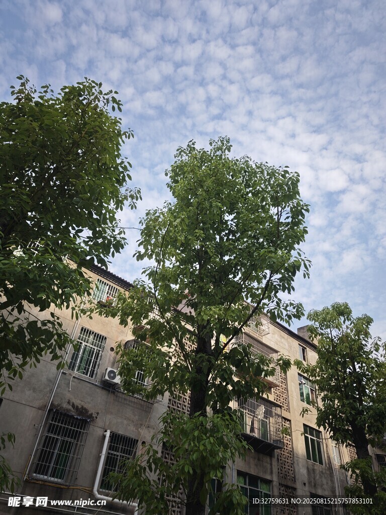 绿树掩映下的楼房