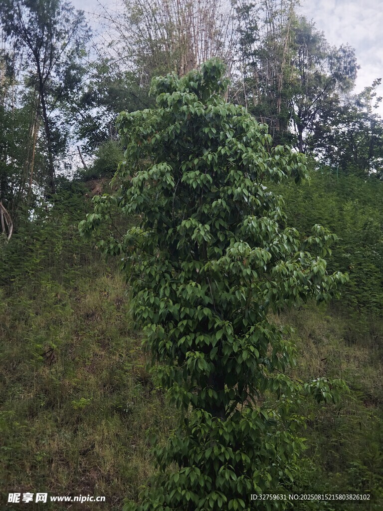 野外茂盛绿植景象