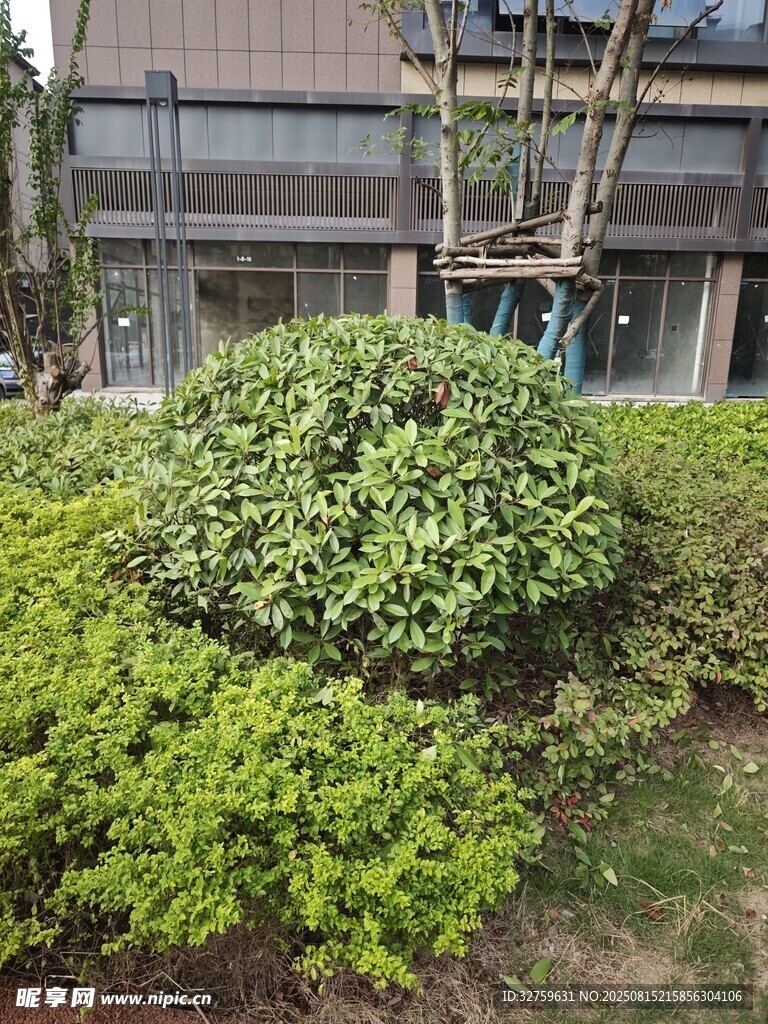 庭院绿植景观