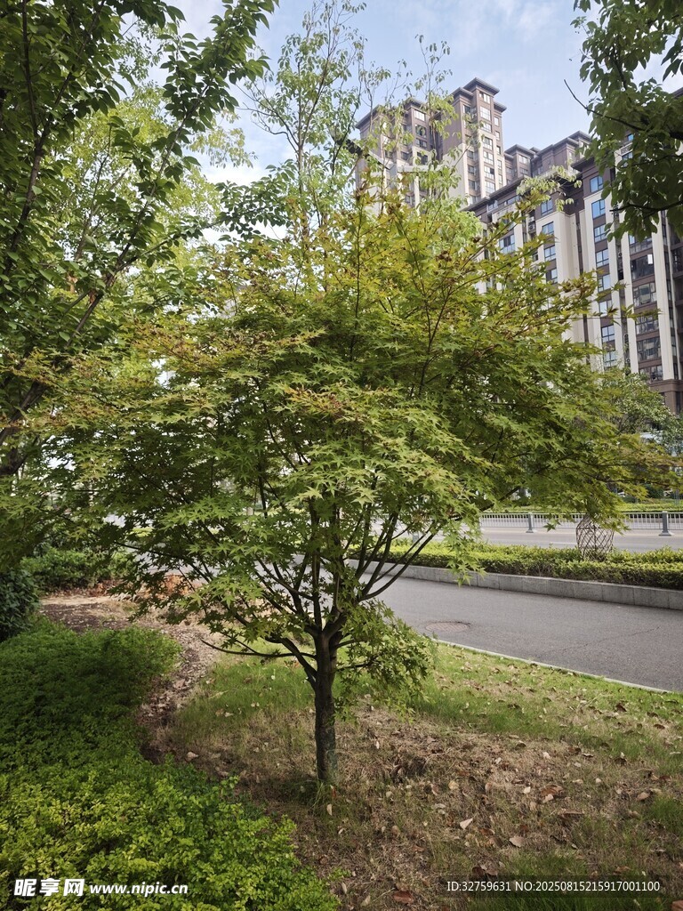 城市中葱郁的树木景观