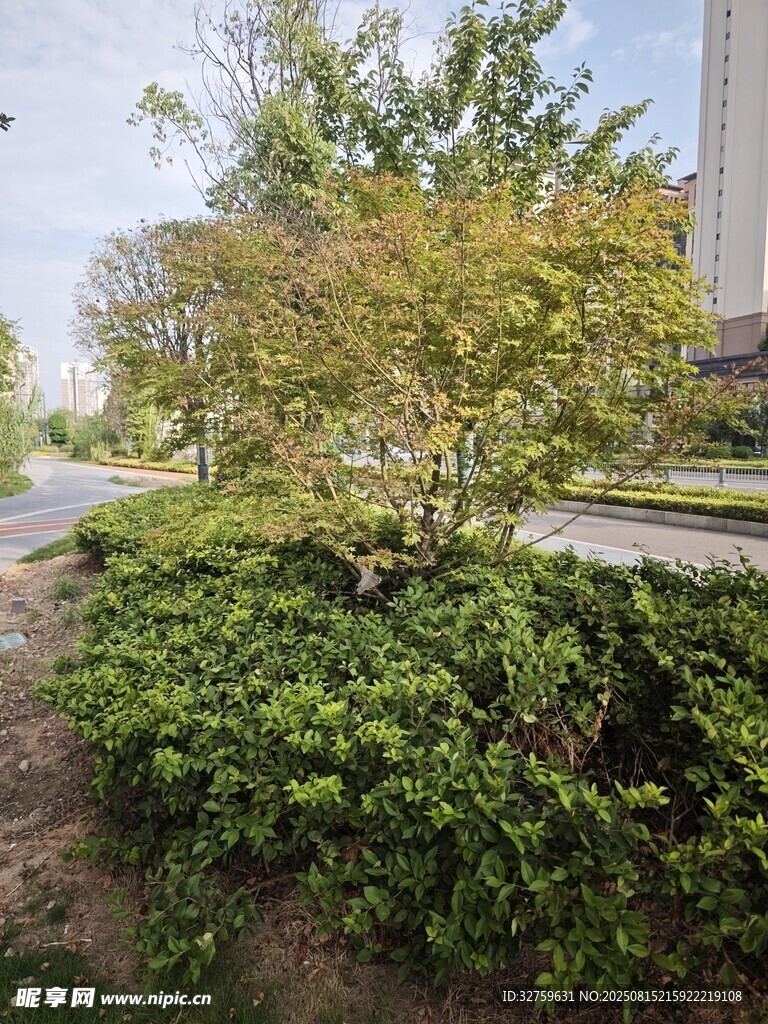 路边绿植景观