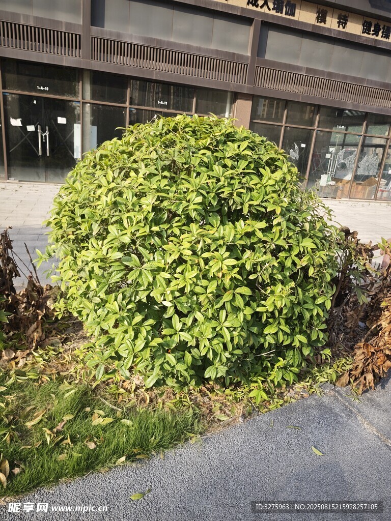 路边茂盛的绿色灌木丛