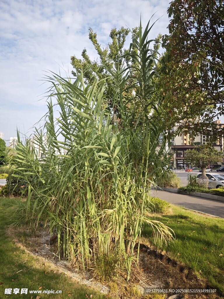 路边高大茂盛的芦苇丛