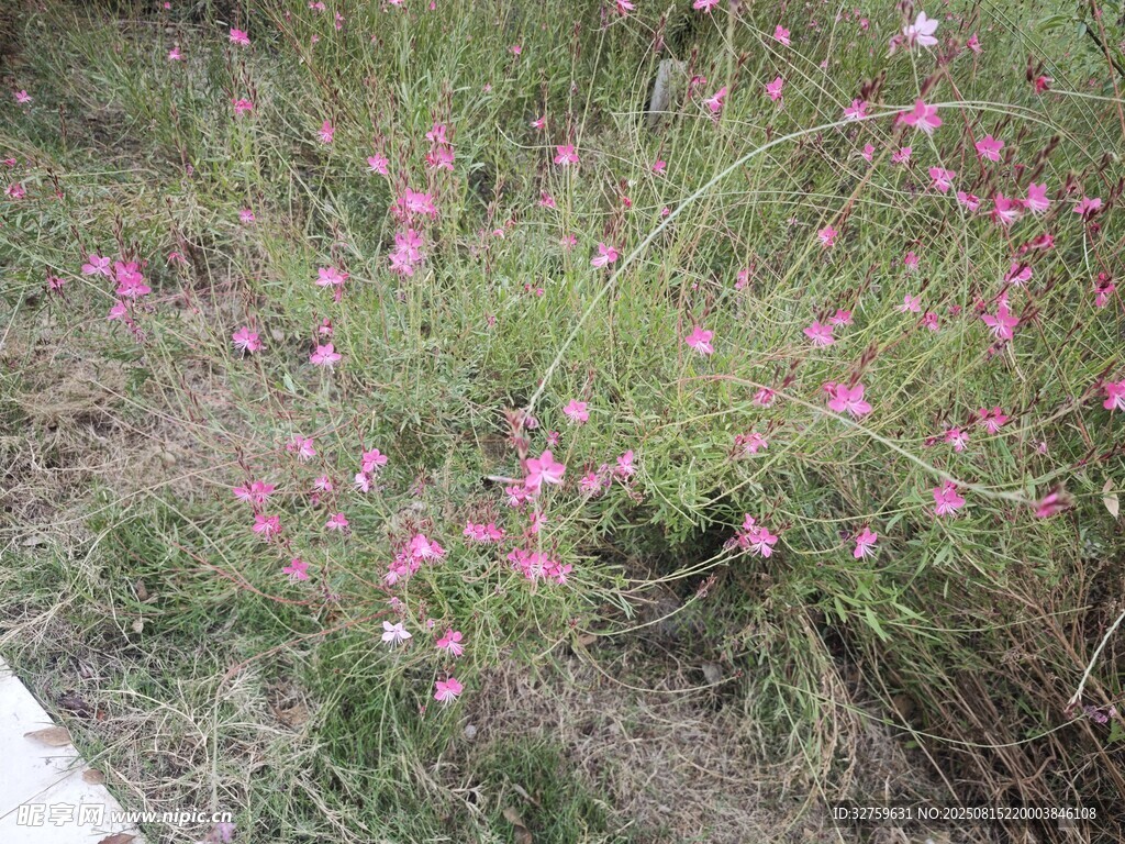 路边绽放的粉色小花