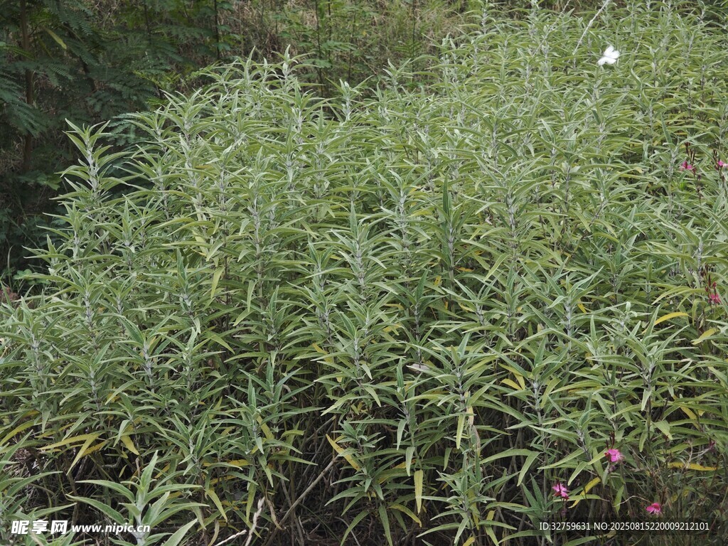 茂盛的绿色植物景观