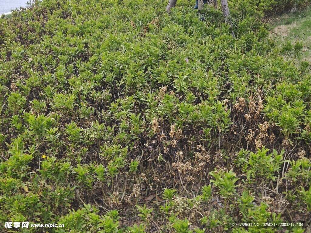 茂密绿植景观