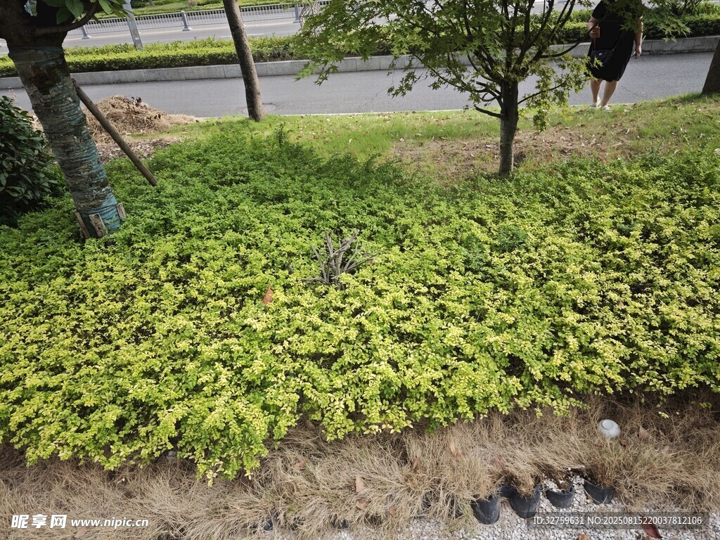 路边翠绿繁茂的地被植物