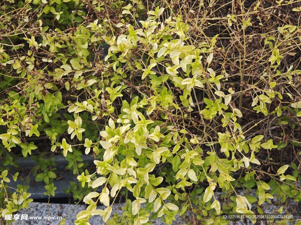 绿叶繁茂的植物景观