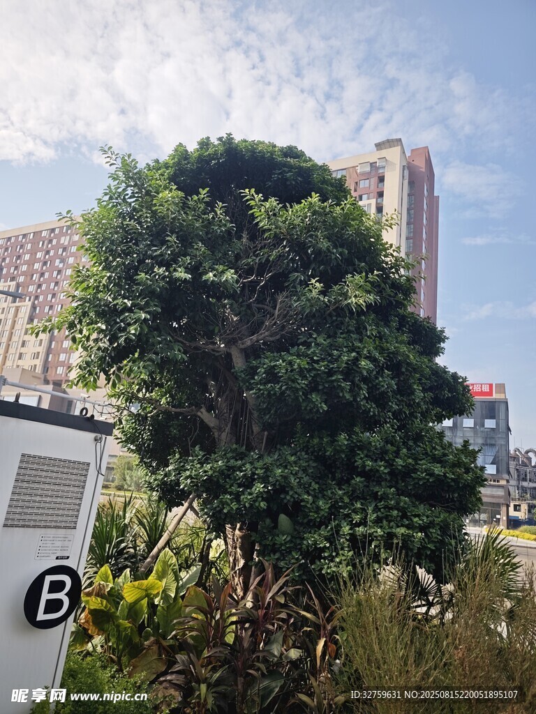 城市中的茂盛绿植景观