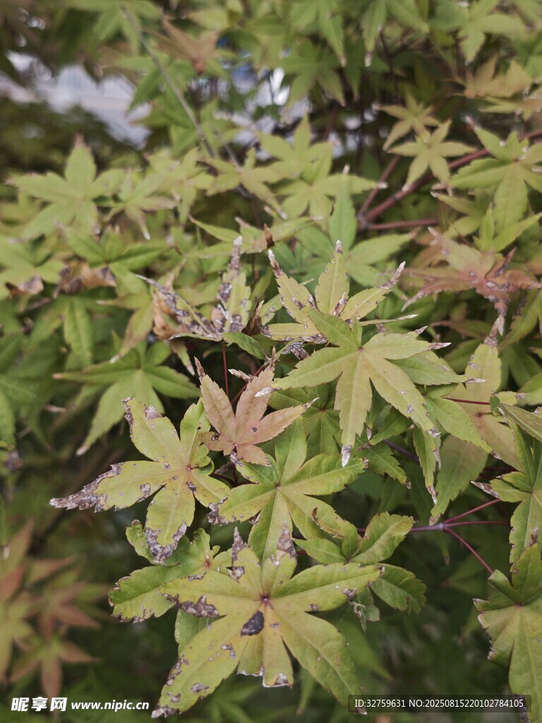 黄绿相间的多彩树叶