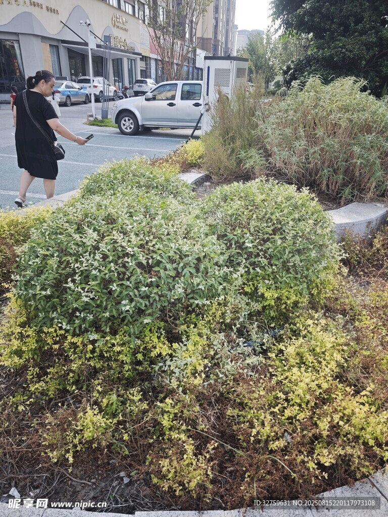 城市街边绿植景观