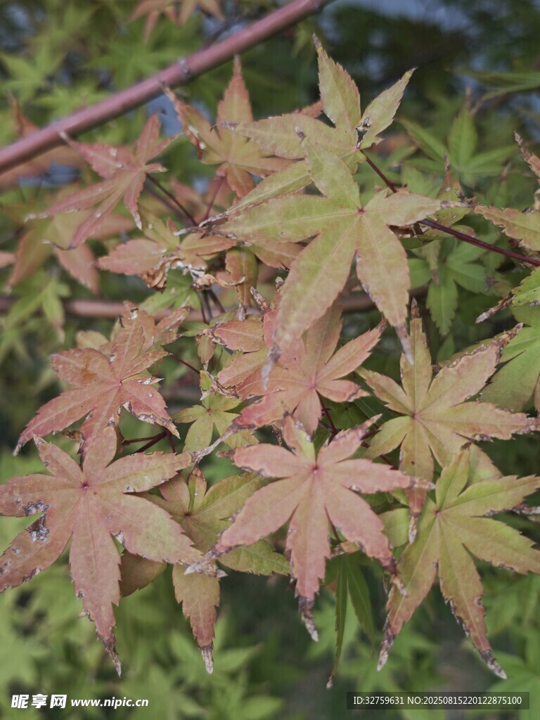 秋日红枫叶特写