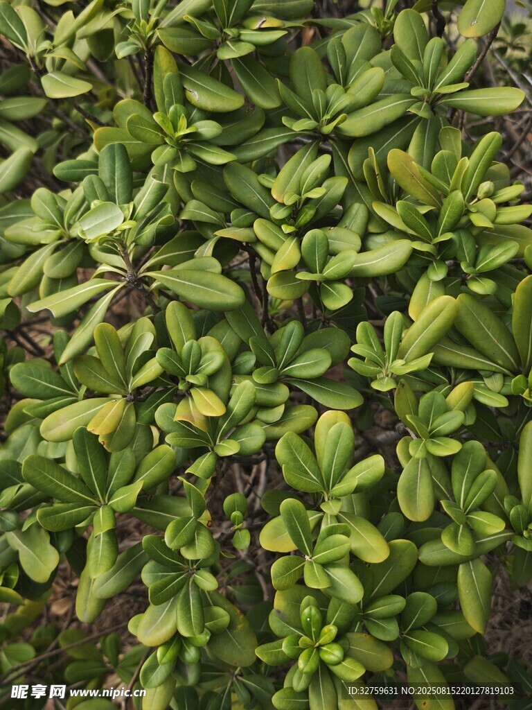 绿叶植物特写