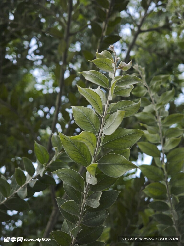 绿叶植物特写