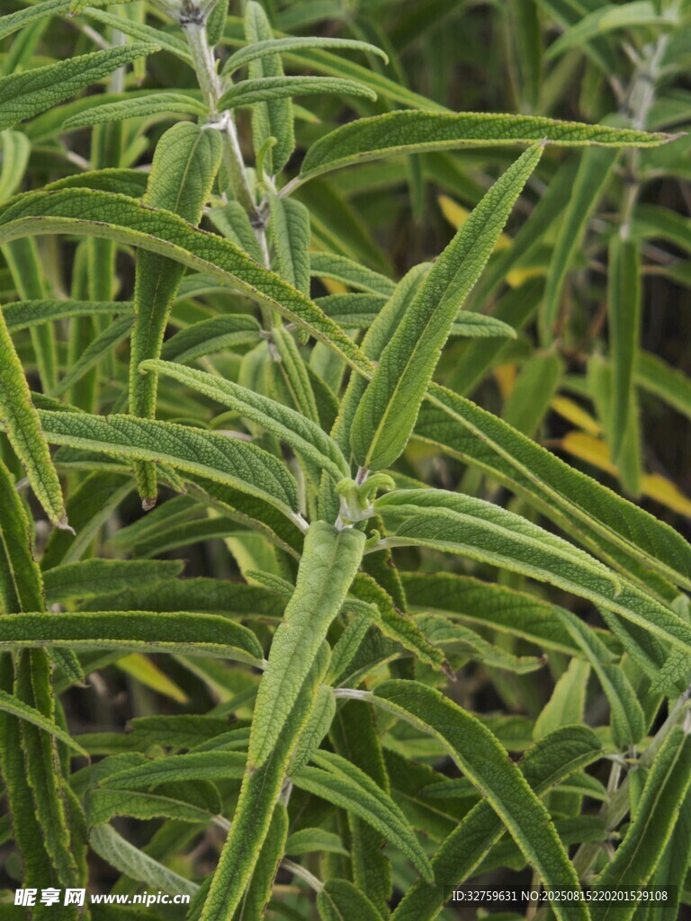 翠绿细长叶片的植物