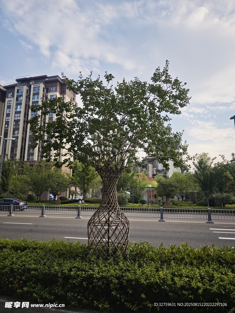 城市道路旁的绿树景观
