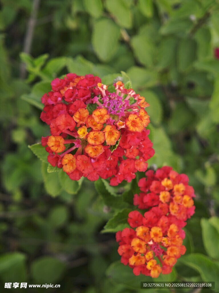 鲜艳多彩马缨丹花绽放