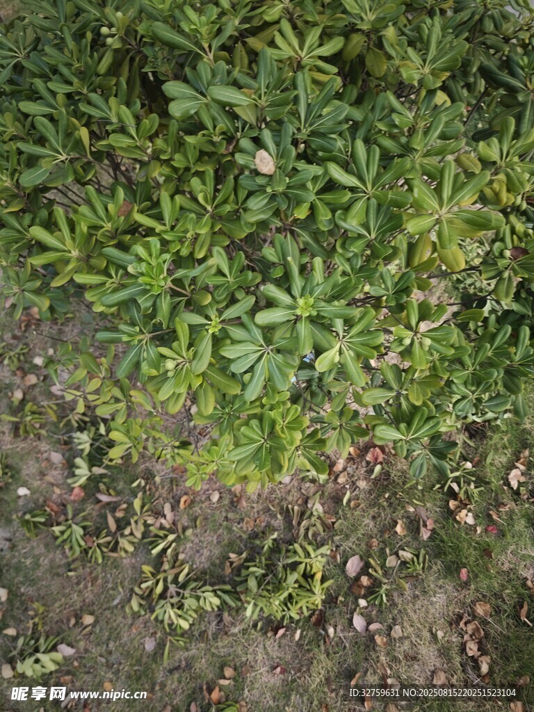 地面的绿色植物景观