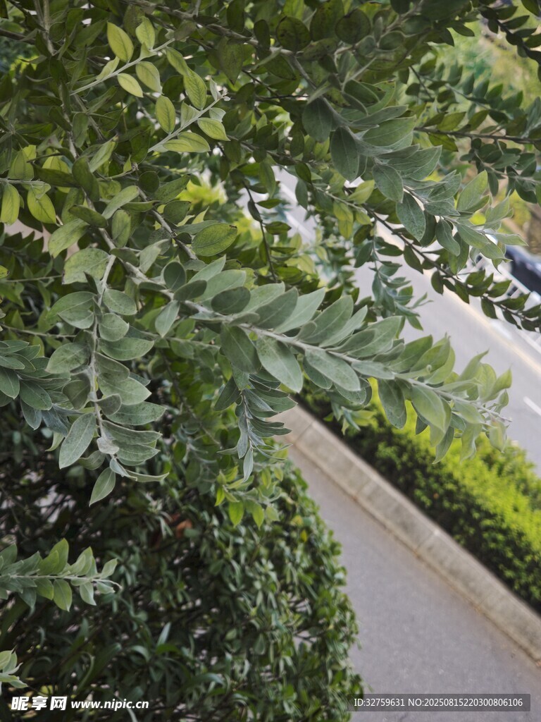 路边繁茂绿植景观