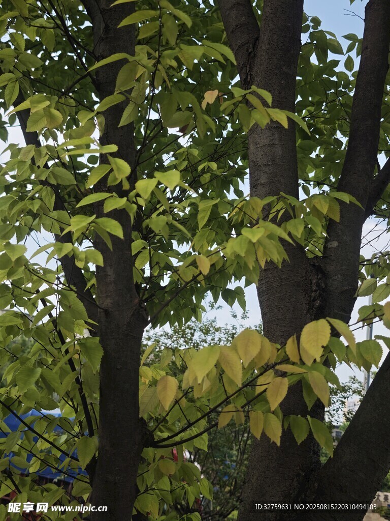 繁茂绿树